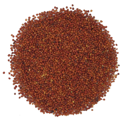 Pfeilblaettriger_Klee_Saatgut.png Pfeilblaettriger_Klee_Saatgut.png