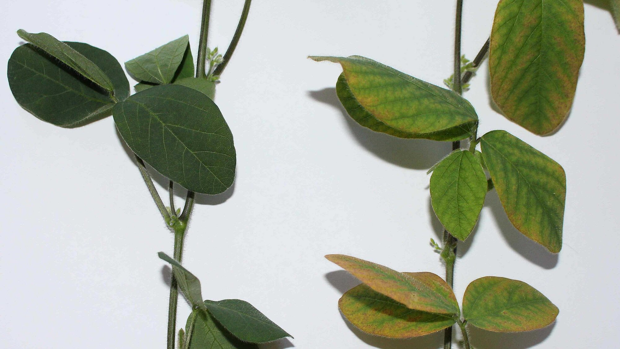 Gruenfaerbung_Soja.jpg Gruenfaerbung_Soja.jpg