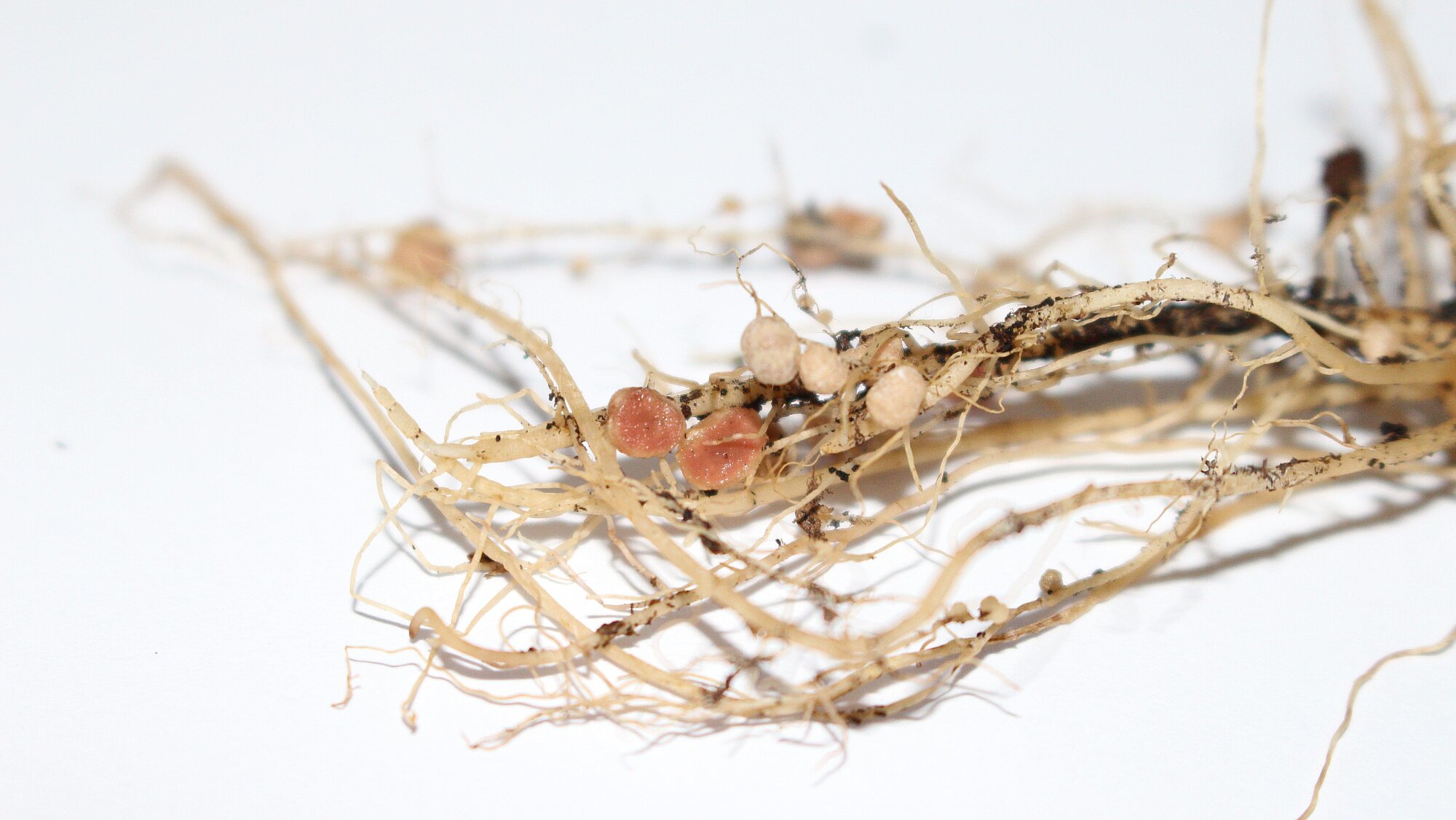 Knöllchenbildung Stangenbohne Stangenbohnen_11_Wochen__101_.jpg