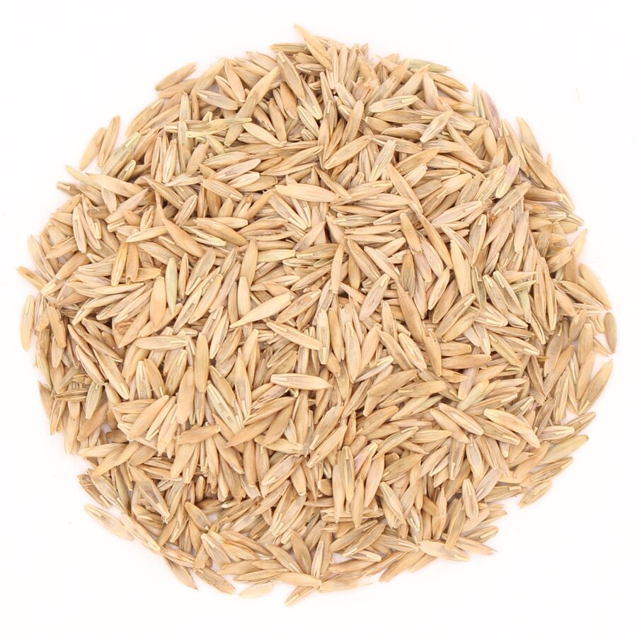 Wiesenschwingel_Saatgut.JPG Wiesenschwingel_Saatgut.JPG