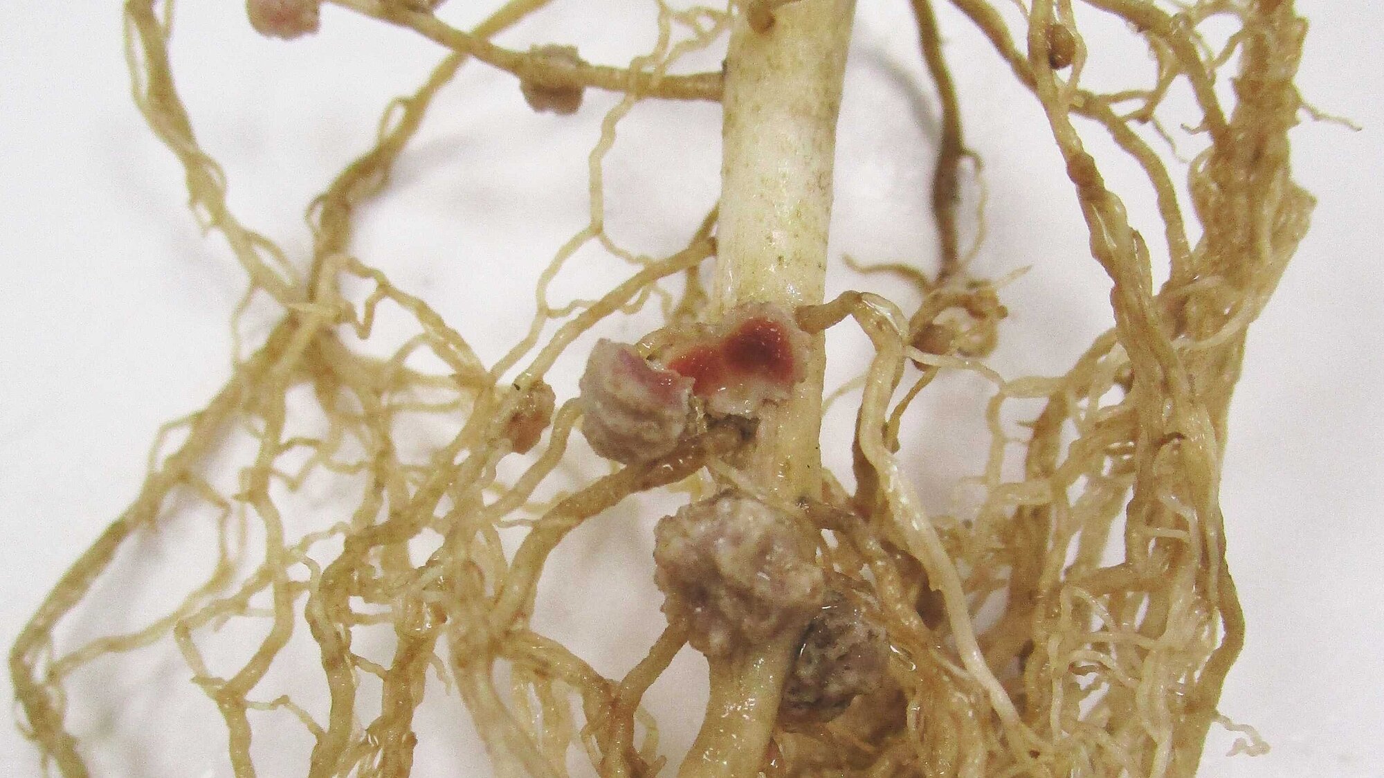 Rhizobien_Soja.JPG Rhizobien_Soja.JPG