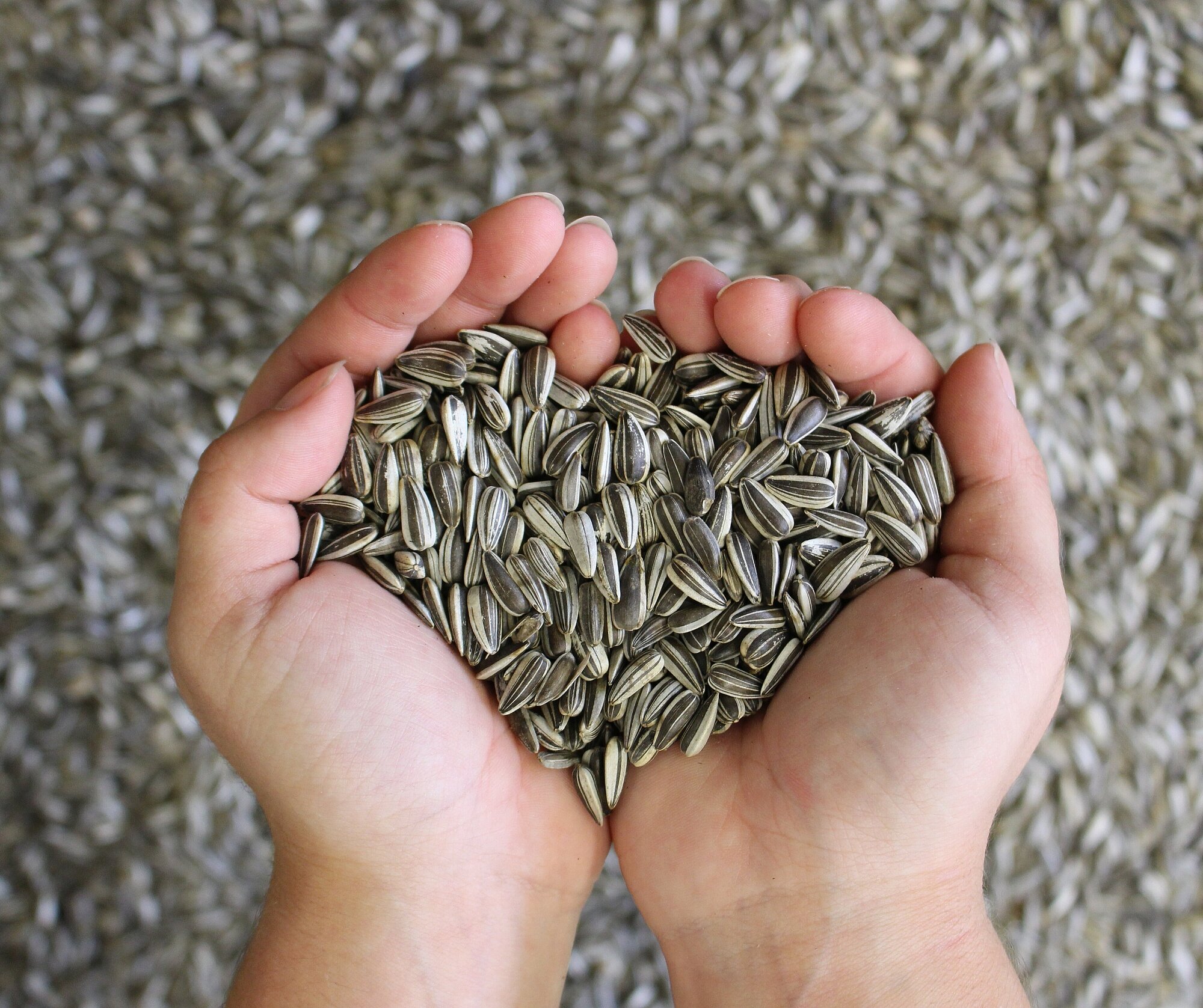 Sonnenblumenkerne_Hand.jpg Sonnenblumenkerne_Hand.jpg