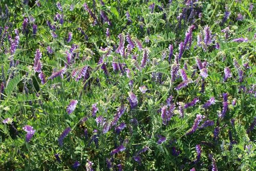 Vicia_villosa_ASCASUBI_INTA.jpg