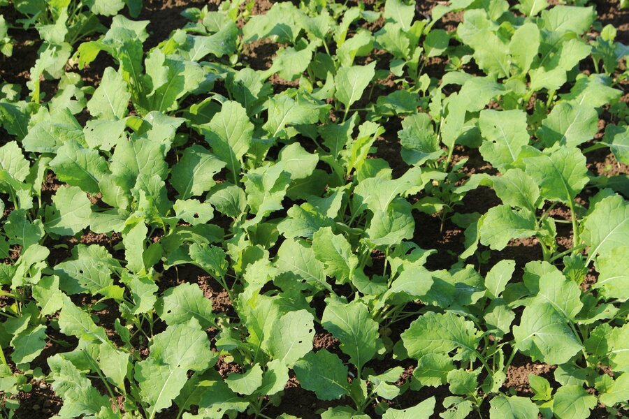 Brassica_napus.jpg Brassica_napus.jpg