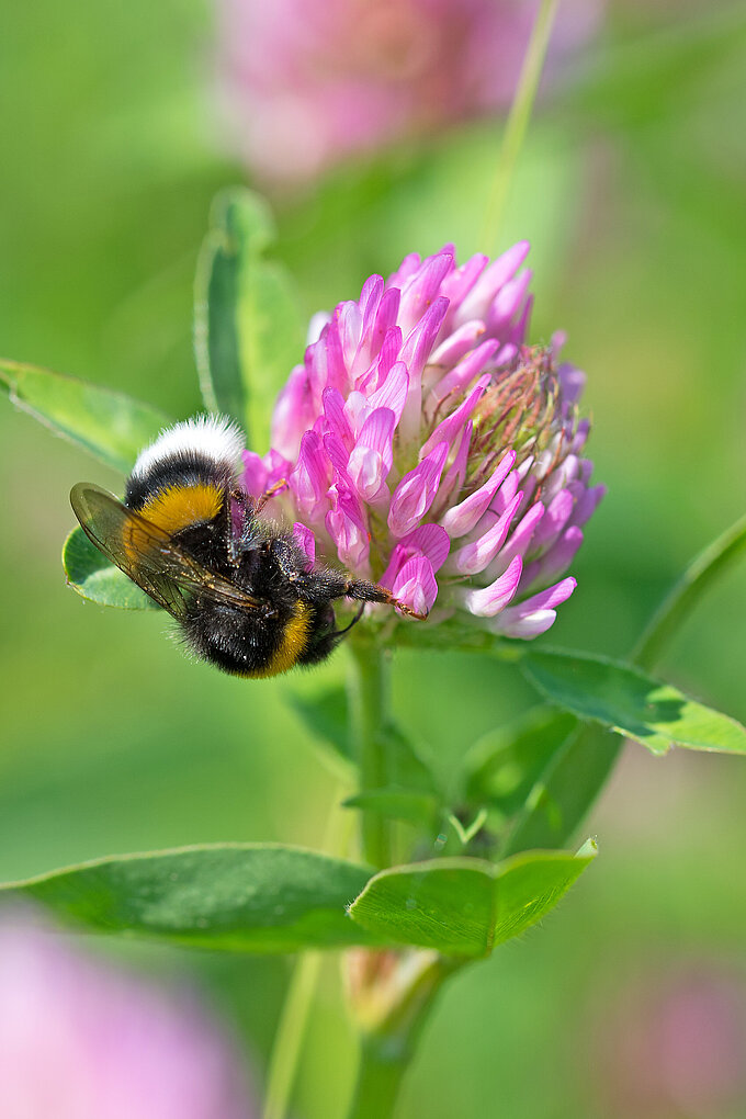 shutterstock_1157279050.jpg shutterstock_1157279050.jpg