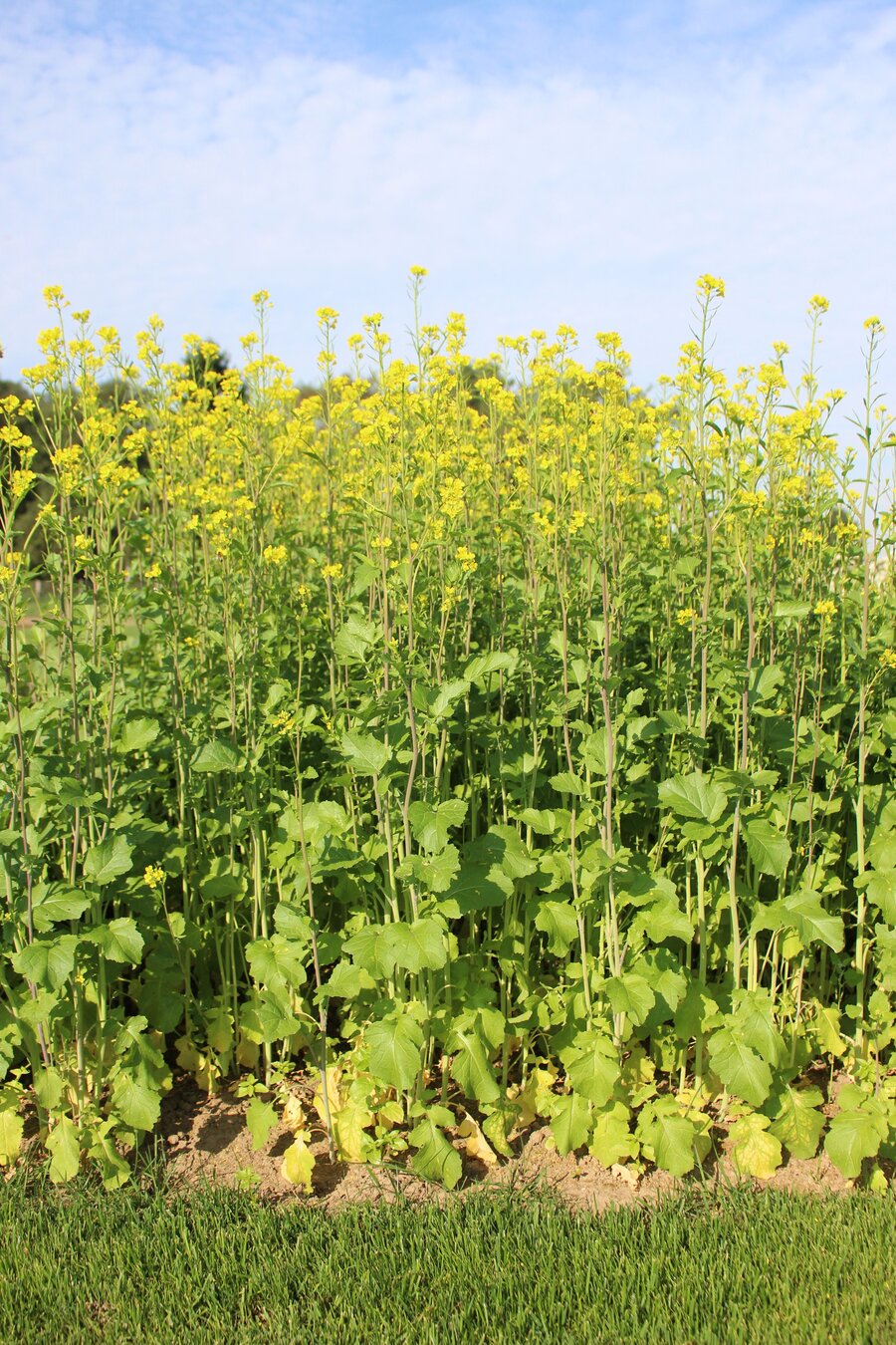 Brassica_juncea.jpg Brassica_juncea.jpg