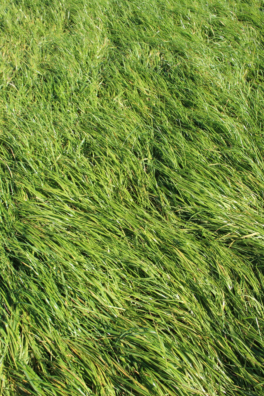 MehrGras_FE_110.JPG MehrGras_FE_110.JPG