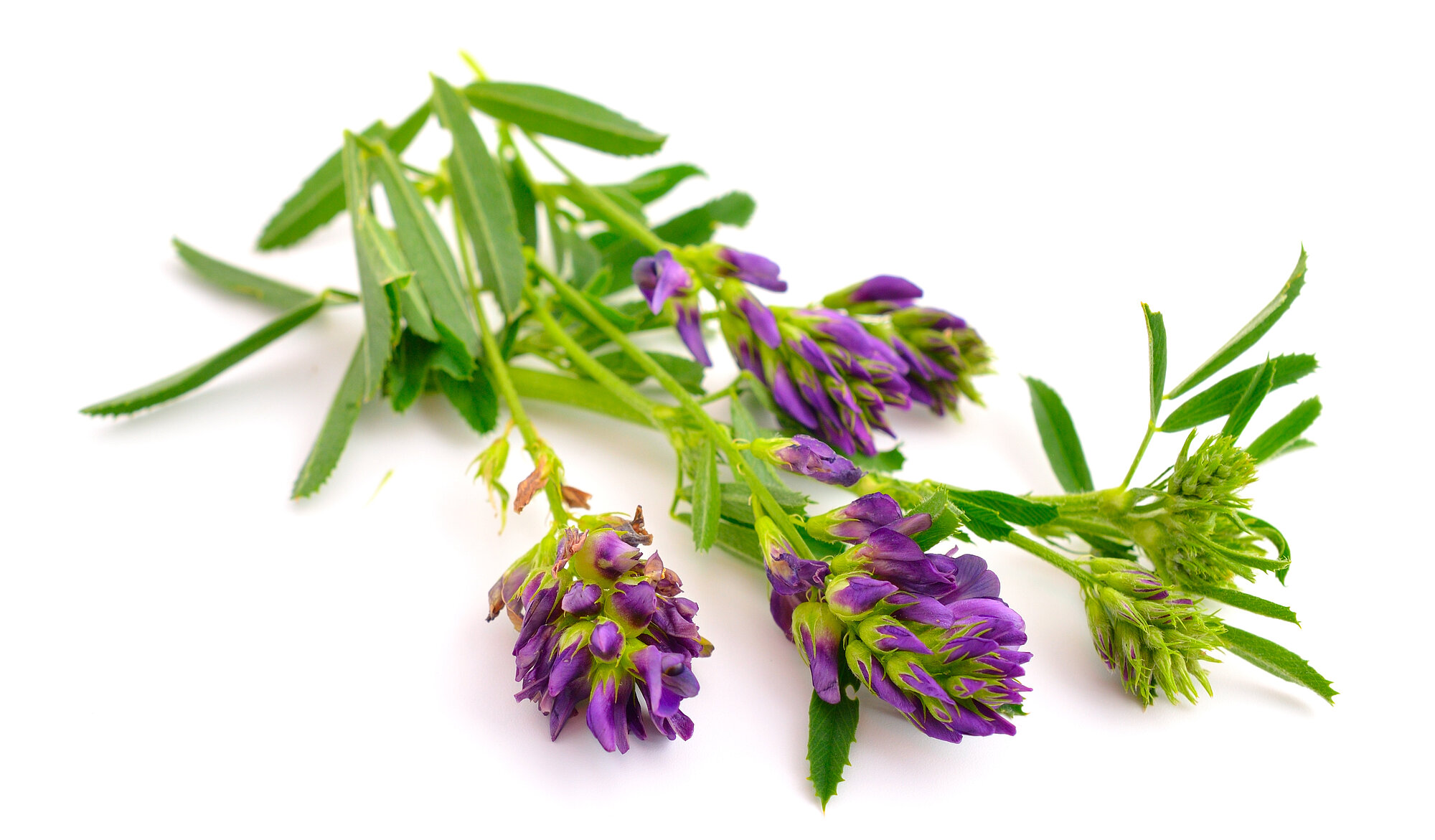 shutterstock_436715995.jpg shutterstock_436715995.jpg