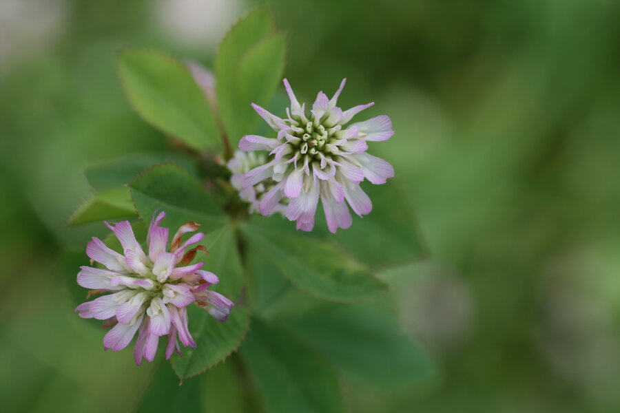 Trifolium_alexandrinum.jpg