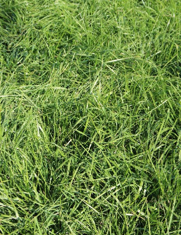 Festuca_arundinacea_MAKSI.jpg Festuca_arundinacea_MAKSI.jpg